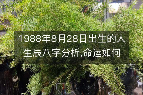 2001年11月20日出生的人命运如何？五行缺什么？